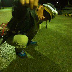 真夜中アジング